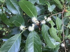 Prunus zippeliana
