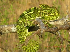Chamaeleo zeylanicus