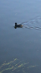 Fulica atra