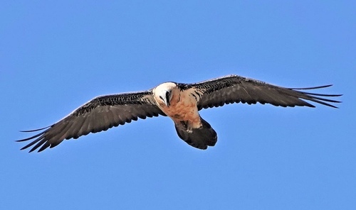 Avistamiento Quebrantahuesos (Sierra Nevada reintroducción)