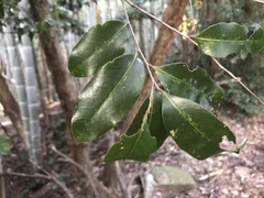 Castanopsis
