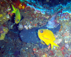 Chromis analis