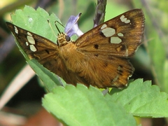 Coladenia indrani