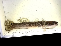 Ladder Gudgeon photo 1