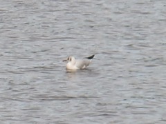 Chroicocephalus ridibundus