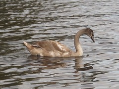 Cygnus olor