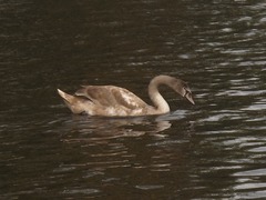 Cygnus olor