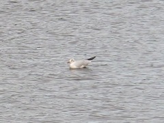 Chroicocephalus ridibundus
