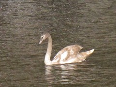 Cygnus olor