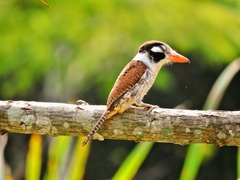 White-Eared Puffbird photo 3