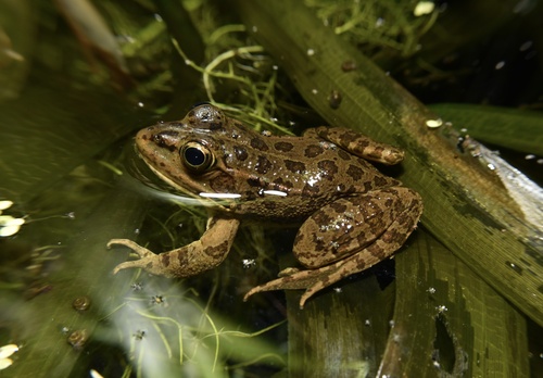 Iberian Green Frog, photo 4 of 10