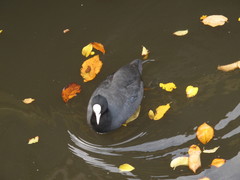 Fulica atra