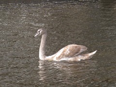 Cygnus olor