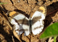 Colotis euippe