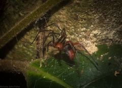 Dimidamus dimidiatus