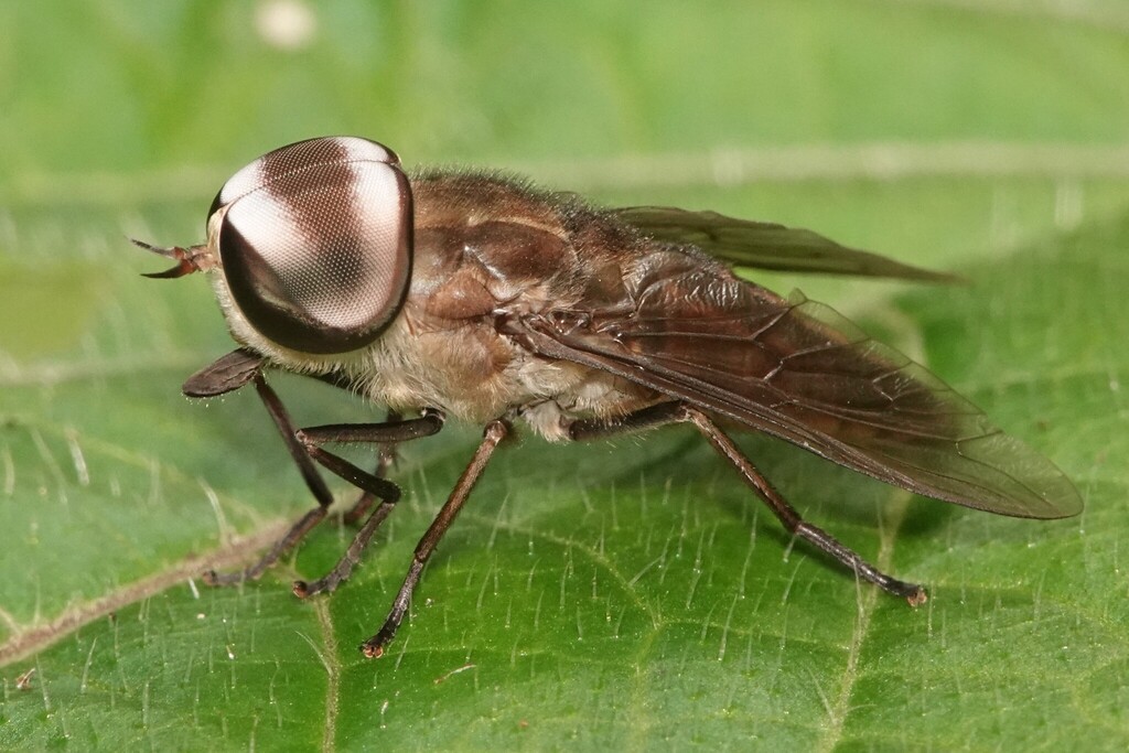 Tabanus rubidus from Mandai, Singapore on August 31, 2025 at 09:29 AM ...