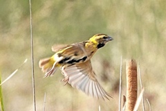 Yellow-Crowned Bishop photo 2