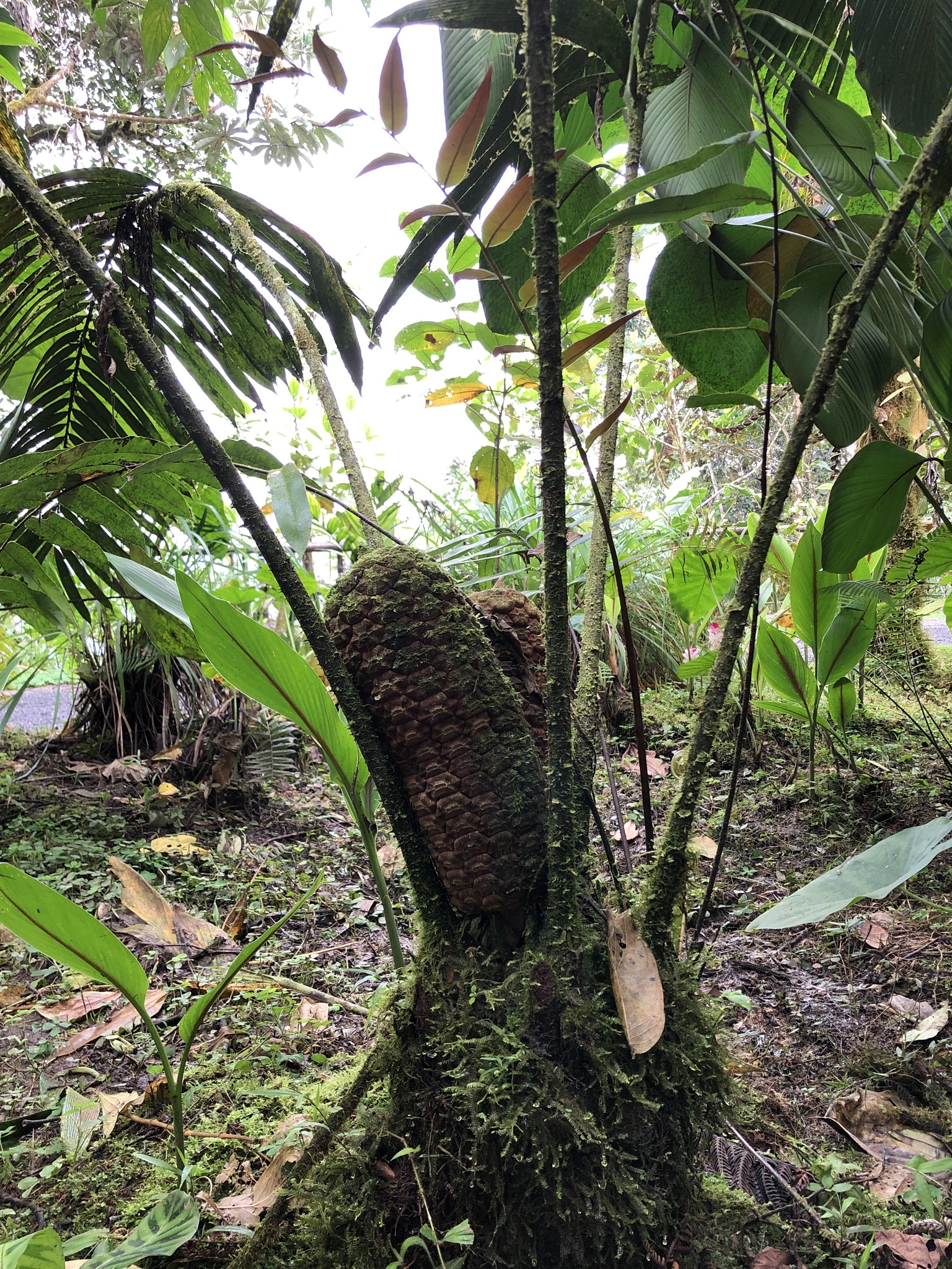 Zamia lindenii
