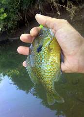 Lepomis auritus × macrochirus