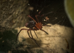 Dimidamus dimidiatus