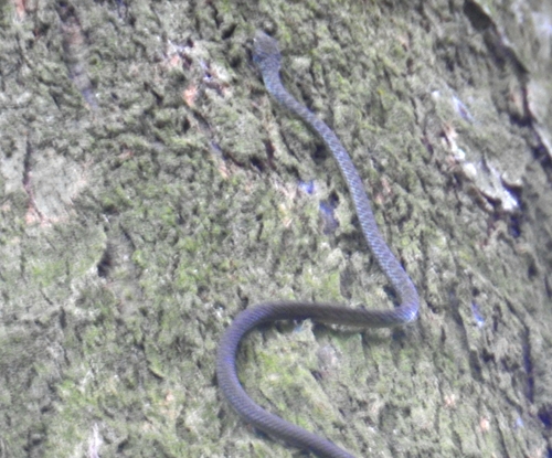 São Tomé Wood Snake