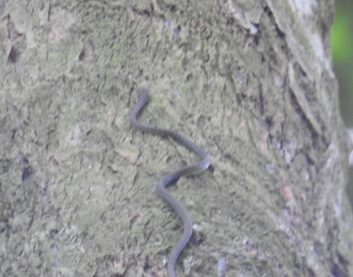 São Tomé Wood Snake