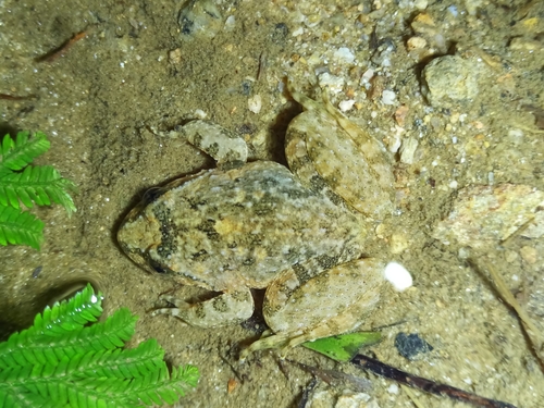 Giant Spiny Frog