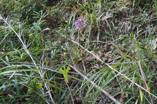 Image of Allium thunbergii by (c) harum.koh, some rights reserved (CC BY-SA)