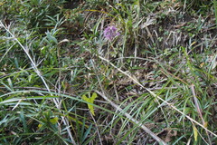 Allium thunbergii