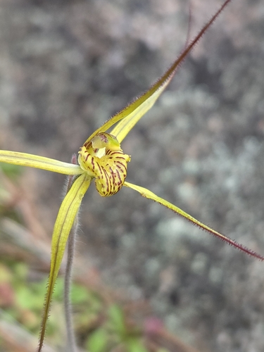 Cape spider orchid (Caladenia caesarea)