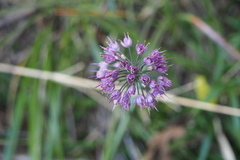 Allium thunbergii