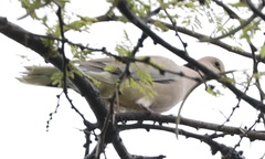 Streptopelia vinacea
