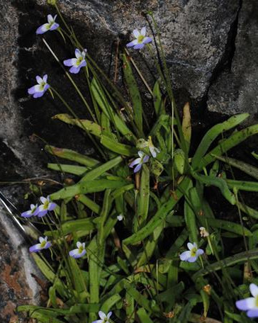 Pinguicula habilii Yıldırım, Senol & Pirhan