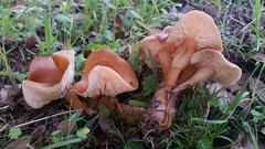 Gymnopilus dryophilus