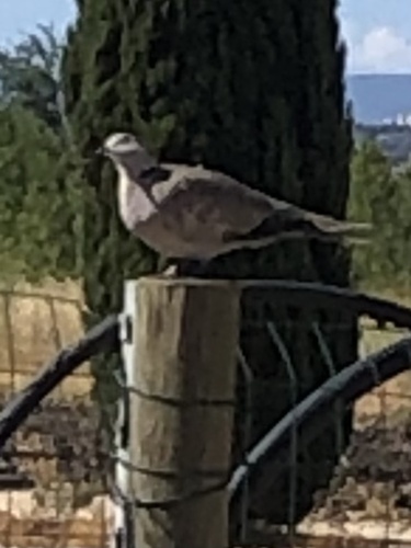Eurasian Collared-Dove