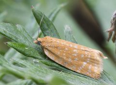 Clepsis rogana