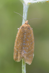 Clepsis rogana