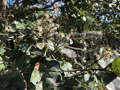 Copaifera officinalis