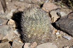 Echinomastus warnockii