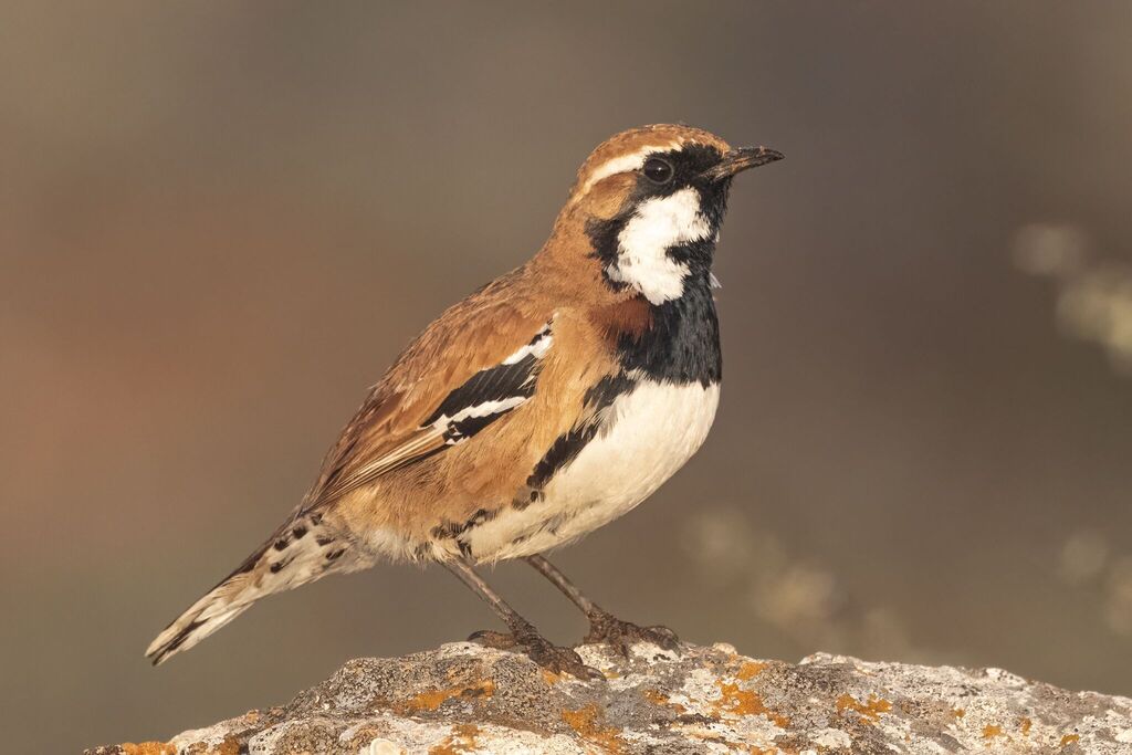 Nullarbor Quail-thrush photo