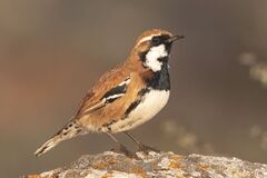 Nullarbor Quail-Thrush photo 1