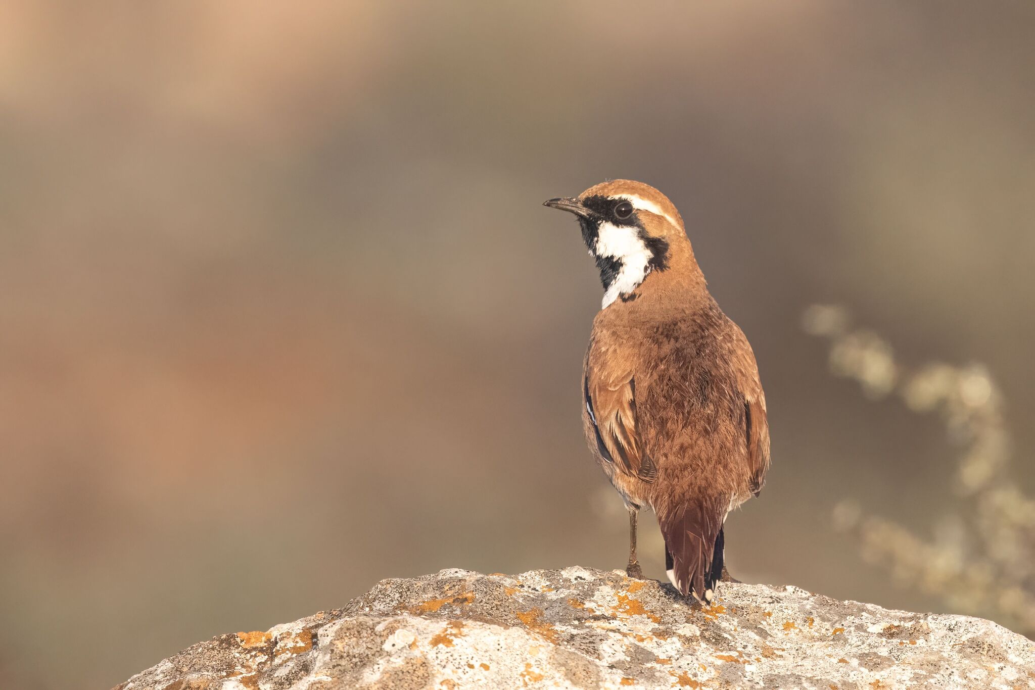 Nullarbor Quail-thrush (Cinclosoma alisteri), photo 3