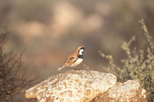 Nullarbor Quail-thrush (Cinclosoma alisteri), photo 7