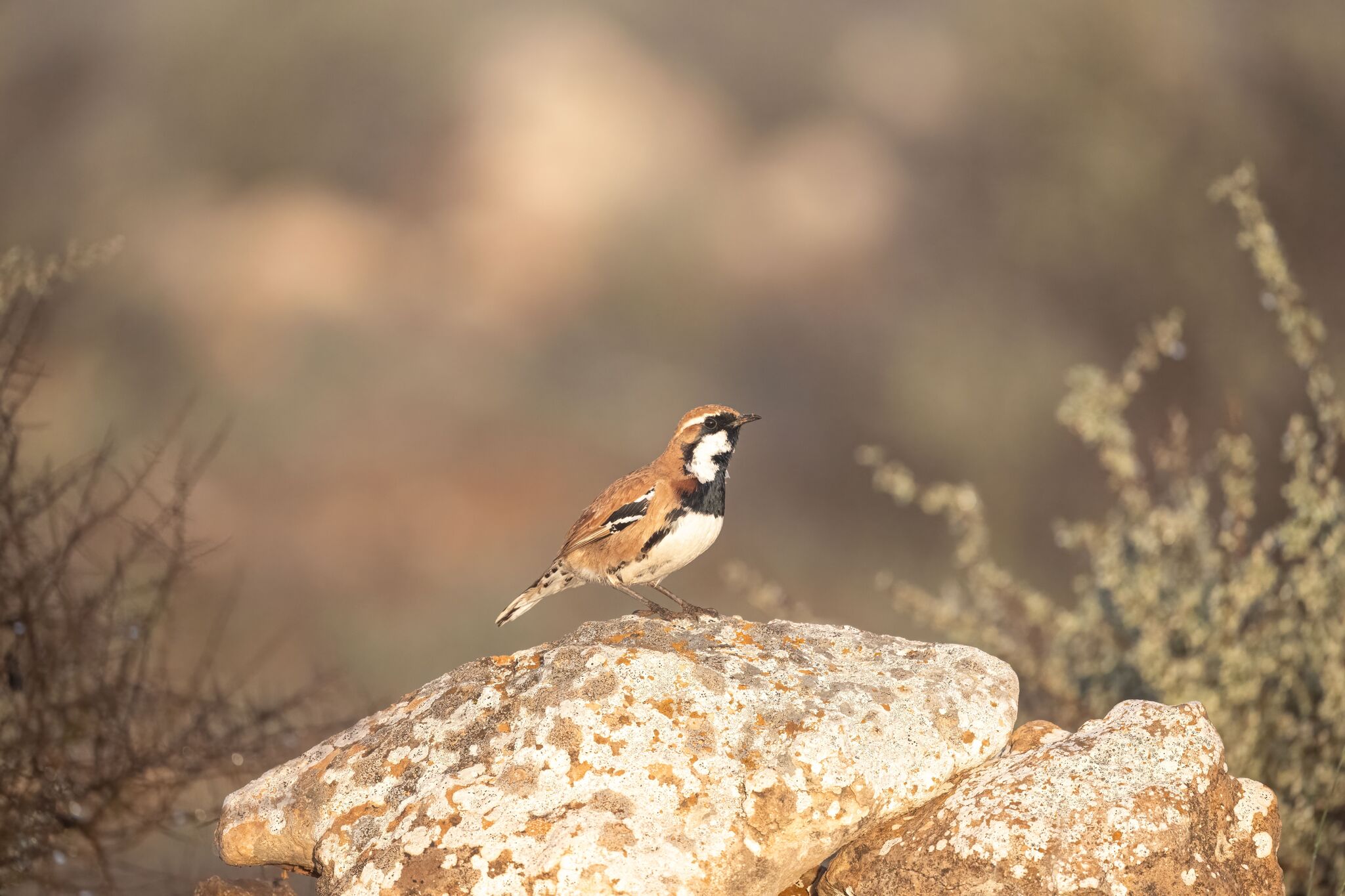 Nullarbor Quail-thrush (Cinclosoma alisteri), photo 7