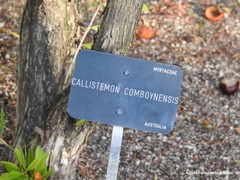 Melaleuca comboynensis