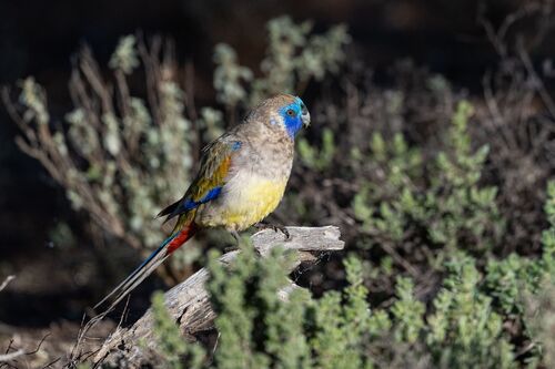 Naretha Bluebonnet (Northiella narethae), photo 2