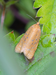 Clepsis rogana