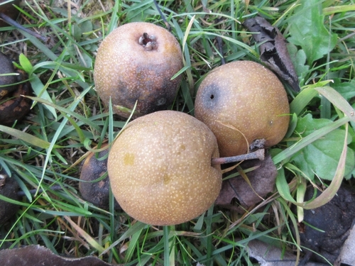 Pyrus pyrifolia