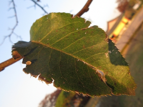 Pyrus pyrifolia