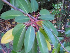 Daphniphyllum macropodum